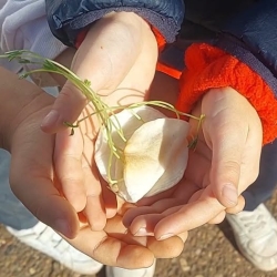 De semilla a árbol